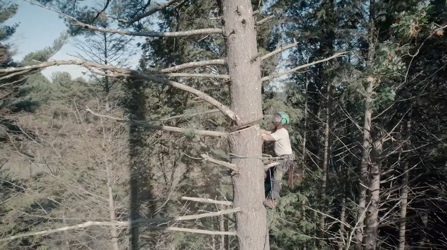 Arborist trimming tree branches in Franklin Park PA